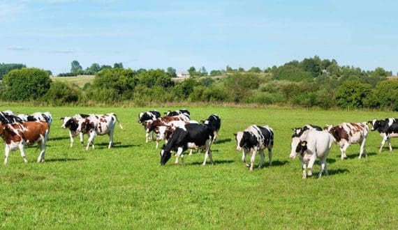 Thumbnail for Russia opens Mauritanian market with first dairy exports in 2025