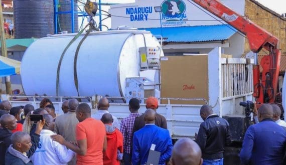 Thumbnail for Zimbabwe dairy farmers look to Australia for growth