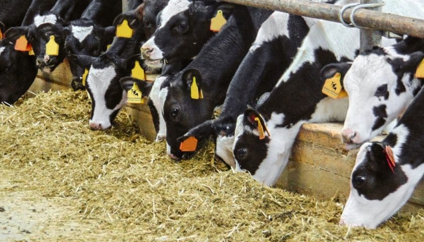 Thumbnail for Dairy industry urges president to act as foot-and-mouth (FMD) vaccine shortage worsens