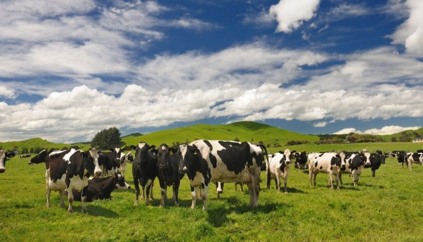 Thumbnail for East Africa adopts 10-year strategic framework to combat foot-and-mouth disease