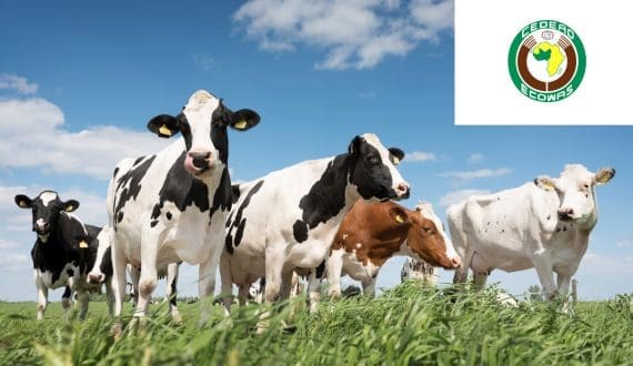 Thumbnail for The Magnum Ice Cream Company valued at US$9B in Amsterdam listing