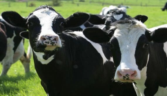 Thumbnail for Purabi opens second milk booth under GMDA partnership