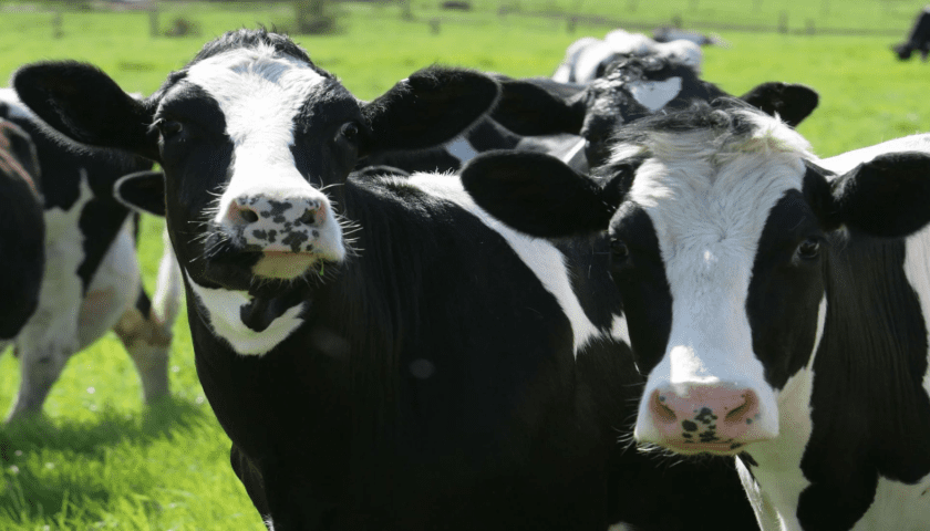 Thumbnail for KARLO unveils new high-yield hybrid cow to boost dairy sector