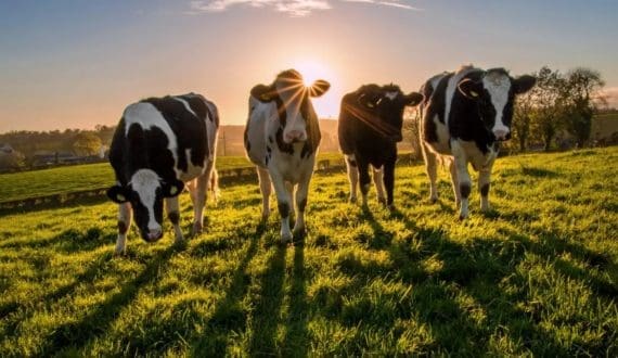 Thumbnail for Saputo Dairy UK to expand its Davidstow Creamery