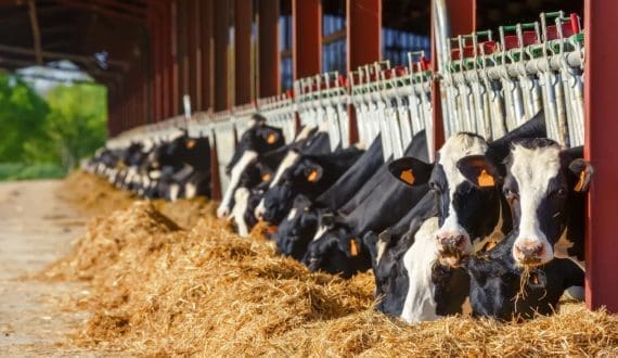 Thumbnail for Dairy animal biosecurity market forecast to reach US$6.11B by 2036 – Fact.MR reports