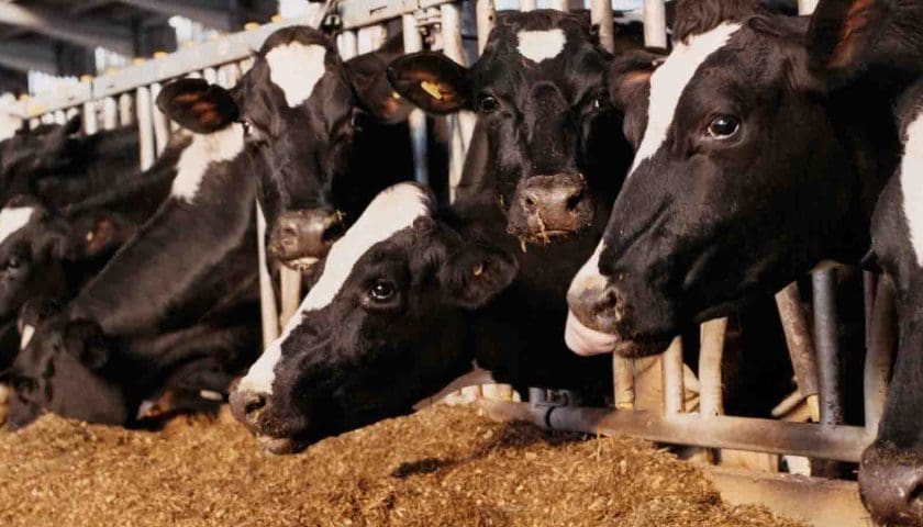 Thumbnail for H5N1 adaptation in USA dairy herds sparks biosecurity concerns