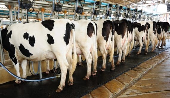Thumbnail for China slaps 42.7% duties on EU dairy in trade retaliation