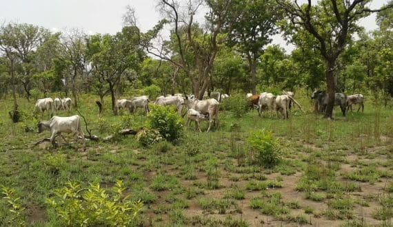 Thumbnail for Danone expands Alpro with Meal to Go plant-based meal-replacement drinks across Europe 