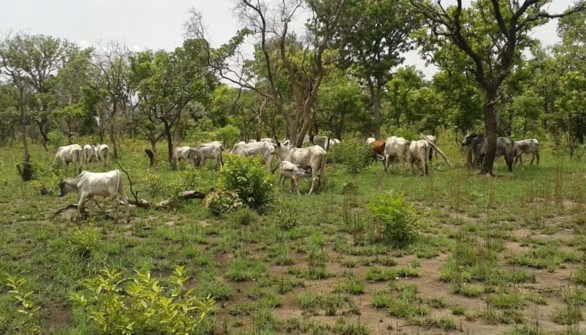 Thumbnail for Indigenous trees to offer climate-resilient future for dairy farming in Benin – study finds