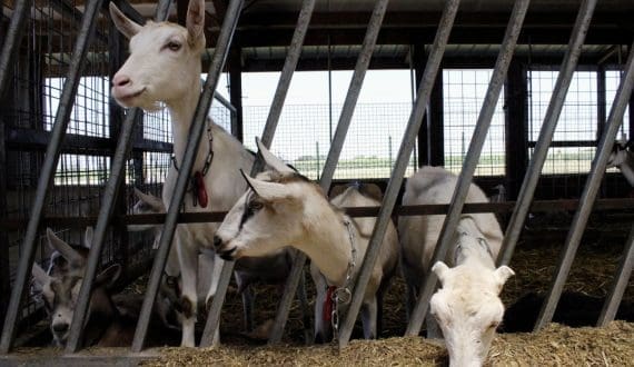 Thumbnail for Fonterra breaks ground on US$43.5M butter plant expansion 