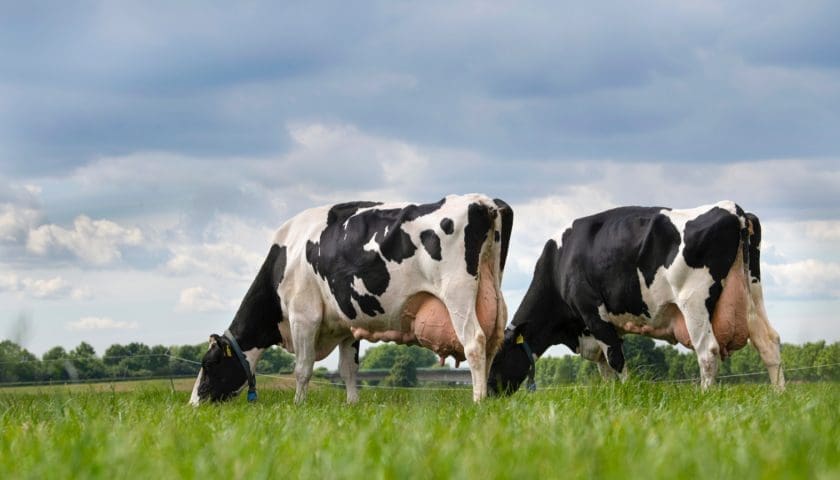 Thumbnail for IDFA expands leadership to strengthen USA dairy governance