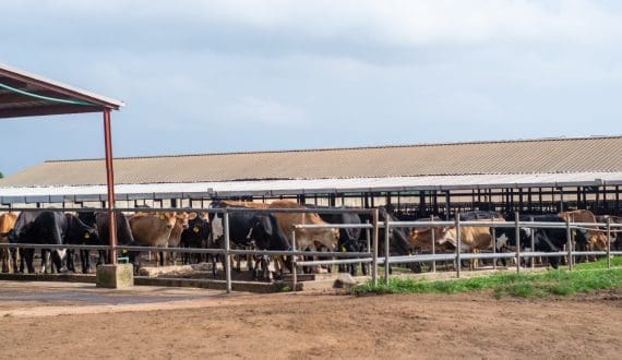 Thumbnail for Adisseo rolls out partnership program for AA formulation in dairy nutrition