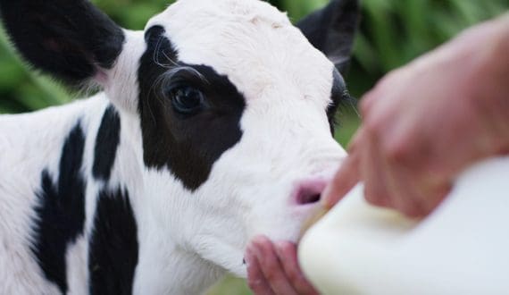 Thumbnail for Arla Foods targets 50% local milk production in Nigeria within a decade