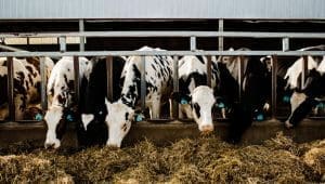 USDA awards US$11M to boost innovation in domestic dairy sector