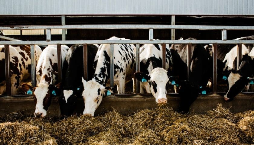 USDA awards US$11M to boost innovation in domestic dairy sector
