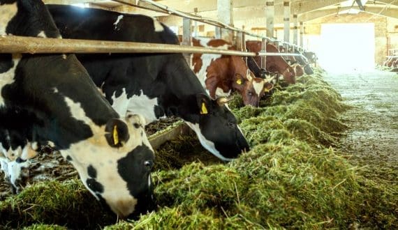 Thumbnail for Githunguri Dairy introduces electric motorbikes to strengthen sustainable milk collection