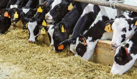 Thumbnail for Danone North America commences US$4M Expansion at Texas facility