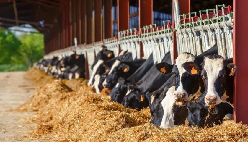 Thumbnail for Milk Valley Farm expands dairy herd to 2,000 Cattle to increase production