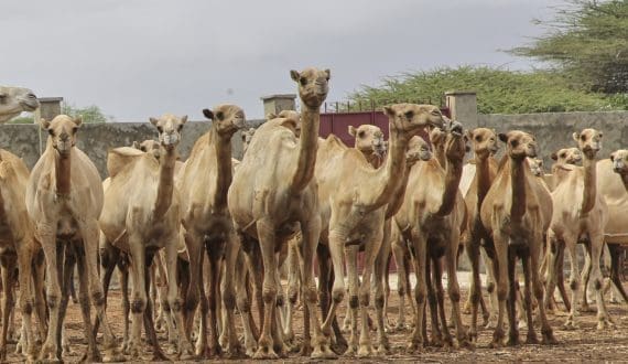 Thumbnail for René Dedoncker steps down as MD Global Markets Consumer at Fonterra