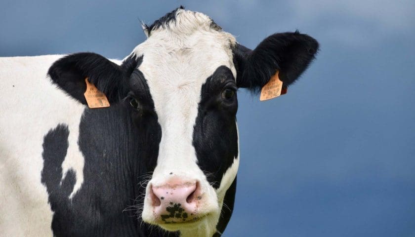 Thumbnail for SA farmers fear new FMD wave as vaccine gaps and illegal imports raise alarm