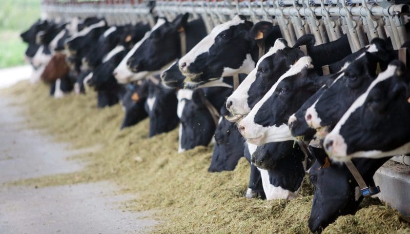 Thumbnail for Indonesia ramps up its US$3B dairy plan with Australian cow imports
