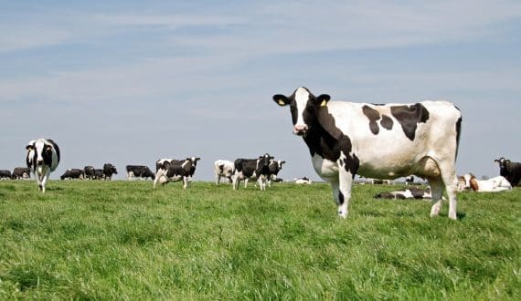 Thumbnail for Indonesia ramps up its US$3B dairy plan with Australian cow imports