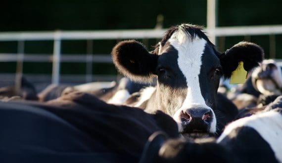 Thumbnail for IMCD to acquire Willows Ingredients to strengthen Health, Sports, and Animal Nutrition portfolio 