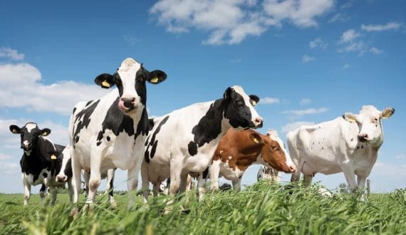 Thumbnail for Fonterra farmers approve divestment capital return scheme 