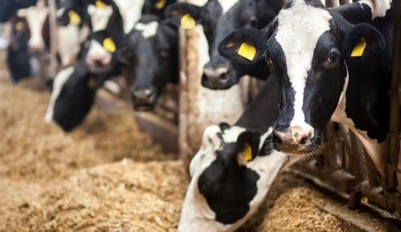 Thumbnail for Arla Foods launches Cool Cow Yoghurt in Nigeria