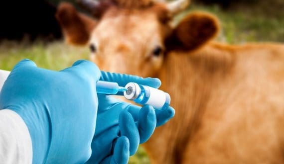 Thumbnail for Kenyan Government to revitalise dairy sector to boost farmers’ incomes