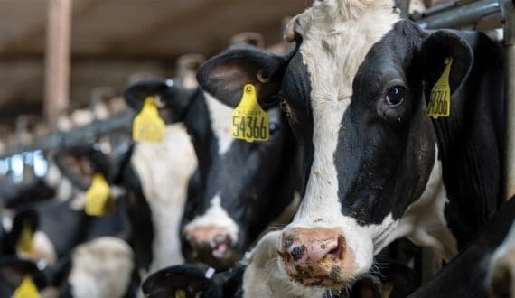 Thumbnail for IMCD to acquire Willows Ingredients to strengthen Health, Sports, and Animal Nutrition portfolio 