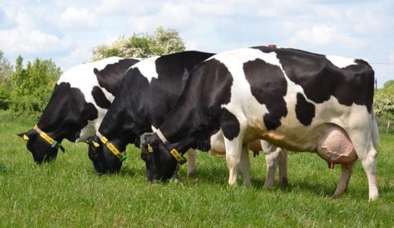 Thumbnail for South Africa secures 1.5M FMD vaccines to boost livestock protection