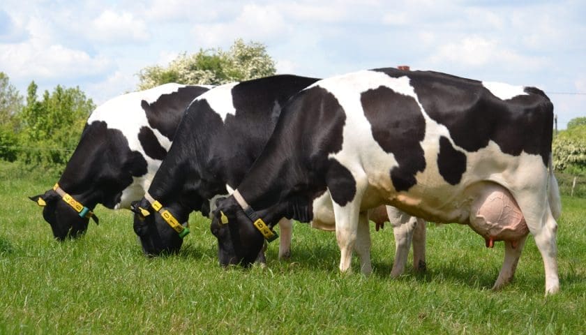 Thumbnail for Zimbabwe advances One Health action to reduce antimicrobial use in dairy systems