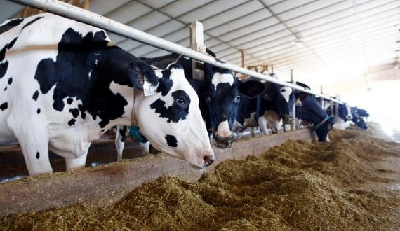 Thumbnail for Nigeria launches partnership framework to build dairy value chain