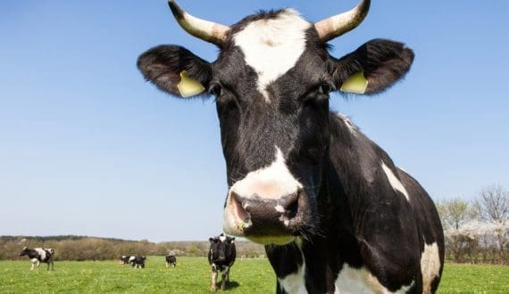 Thumbnail for Kazakhstan explores dairy sector support to curb inflation