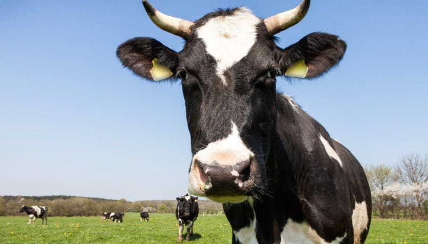 Thumbnail for Nigeria launches partnership framework to build dairy value chain