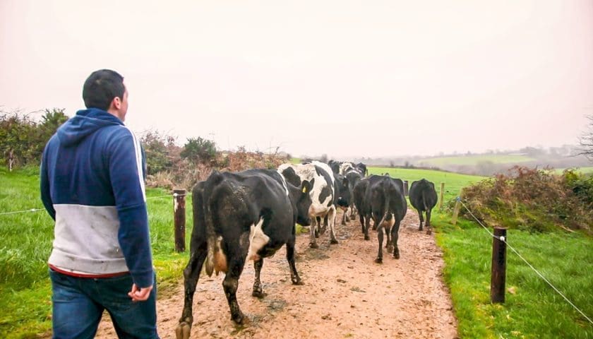 Thumbnail for Kerry Dairy Ireland launches farmer wellbeing programme
