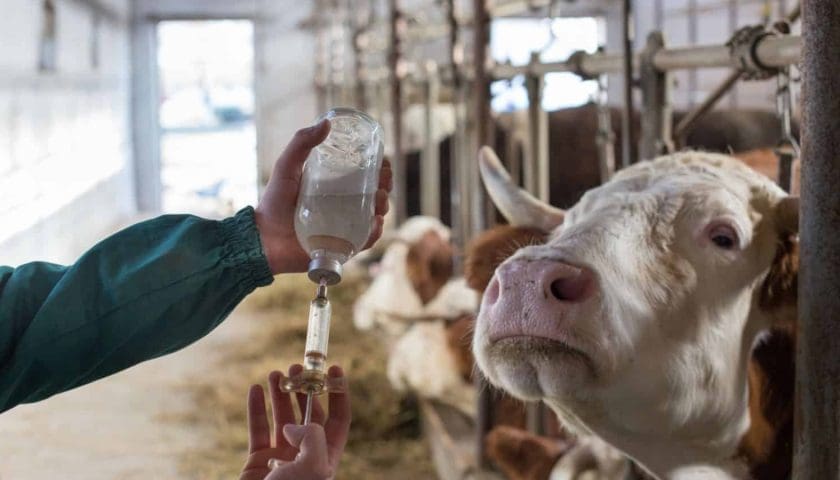 Thumbnail for Uganda introduces cost-sharing policy for FMD vaccination