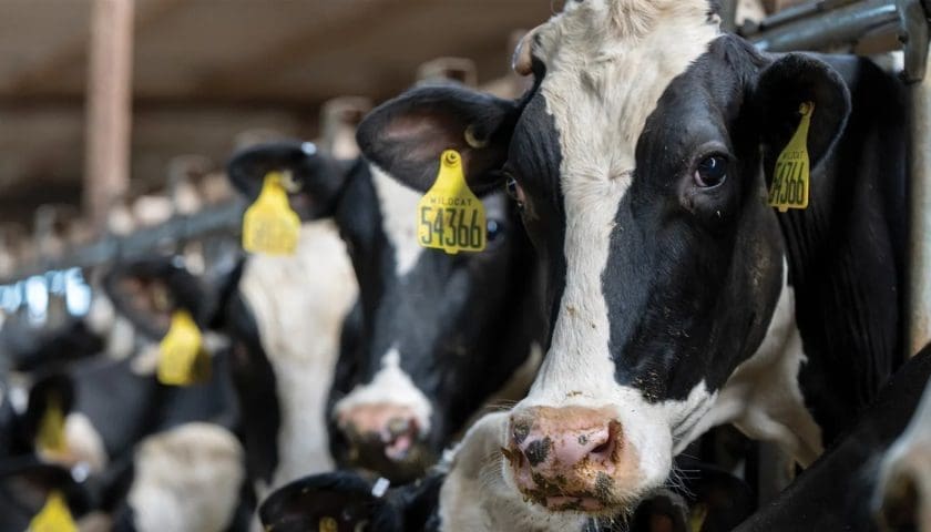 Thumbnail for Agriculture Minister Steenhuisen hails success of FMD vaccination drive in South Africa