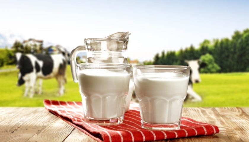 Thumbnail for Morocco launches US$10.8M milk plant to strengthen agri-food industry