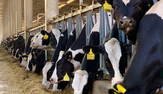 Thumbnail for Amul reports turnover of US$12B in FY 2025/2026