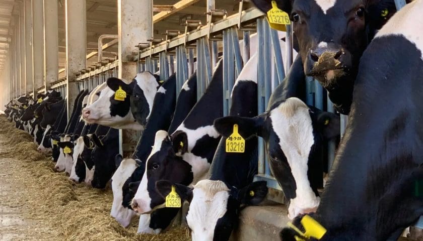 Thumbnail for South Australia milk output plunges amid prolonged dry spell