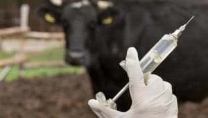 Boehringer Ingelheim introduces LENZELTA to reduce mastitis in dairy cows