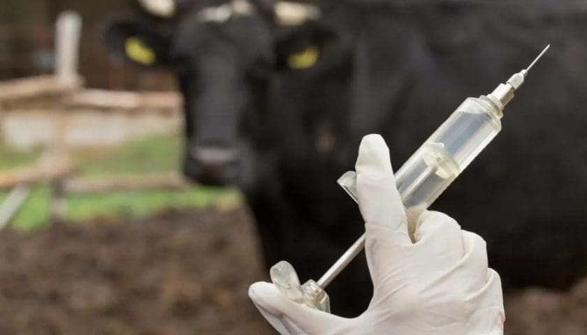 Thumbnail for Boehringer Ingelheim introduces LENZELTA to reduce mastitis in dairy cows