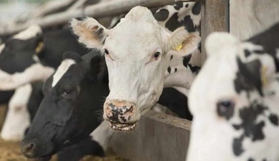 Thumbnail for Jamaica Dairy Development Board boosts sector with shelter support