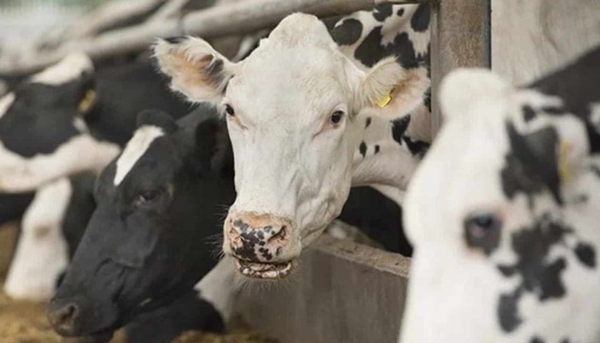 Thumbnail for Jamaica Dairy Development Board boosts sector with shelter support