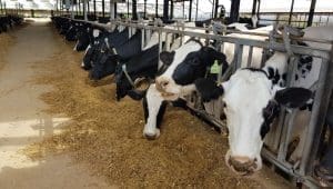 Study finds H5N1 virus in air, wastewater, and milk on California dairy farms