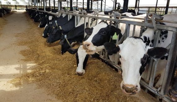 Thumbnail for Study finds H5N1 virus in air, wastewater, and milk on California dairy farms