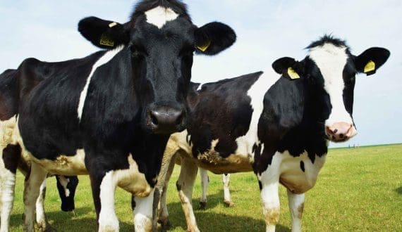 Thumbnail for Nigeria trains 100 farmers to boost dairy sector