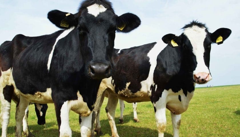 Thumbnail for Nigeria trains 100 farmers to boost dairy sector